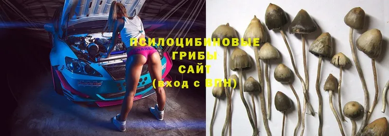 где купить наркоту  Люберцы  Галлюциногенные грибы Magic Shrooms 